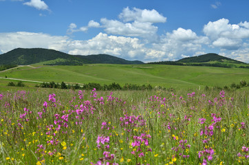 Obraz na płótnie Canvas Springtime landscape of Zlatibor Mountain in Serbia, with pink and yellow wildflowers in a meadow and hills in background