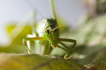 Fork Tailed Bush Katydid