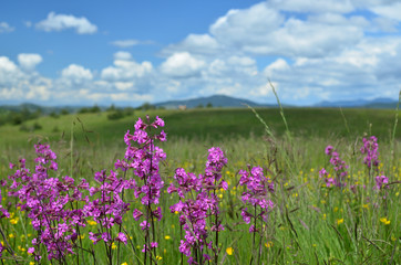 Obraz premium Closeup of pink spring wildflowers in landscape of Zlatibor Mountain in Serbia, with hills in background