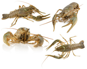 collection of lobsters isolated on the white background