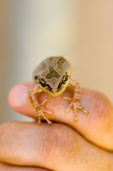 Obraz premium Frog on Finger