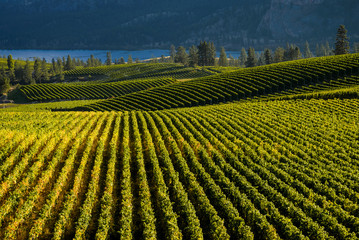 Blue Mountain Vineyard, Oliver, (Okanagan Falls)  British Columbia, Canada