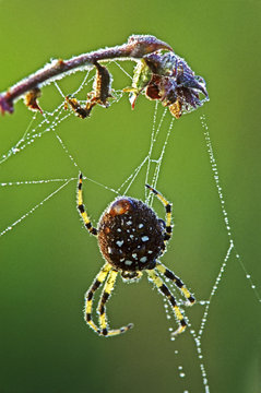 Araneus Trifolium Bugguide