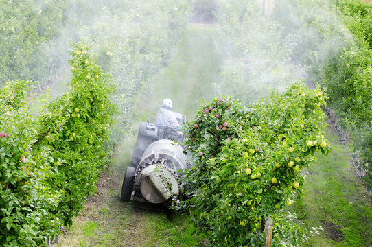 A man rides his tractor with trailer spraying his apple orchard in  Lake Country, BC., (near Kelowna, BC.)