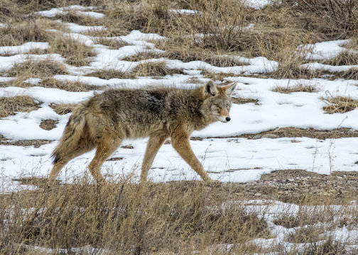 Coyote walking in snowy field