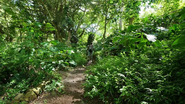 One man walking into a tropical forest.