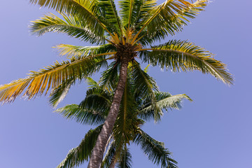 Fototapeta na wymiar Palm tree in Cuba