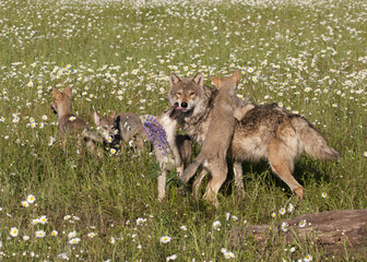 Wolf Puppies Playing with Mom