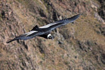 Male andean condor flying very close. Colca canyon - one of the deepest canyons in the world, near the city of Arequipa in Peru.