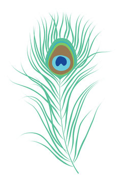 Peacock feather. Isolated vector illustration
