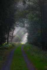 Waldweg am Morgen