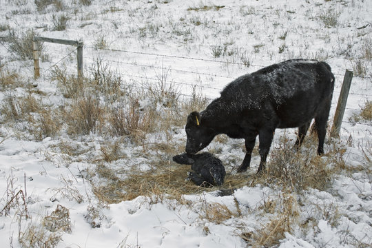 Cow licking newborn calf, Water Valley, Alberta, Canada.