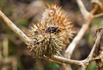 Seed capsule of Thornapple (Datura stramonium), also known as Jimson weed or Devil&rsquo;s snare, Datura stramonium
