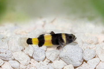 Bumblebee goby Brachygobius doriae gobies tropical aquarium fish