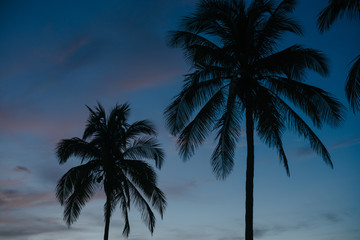Fototapeta na wymiar Palm trees at dawn in Cuba