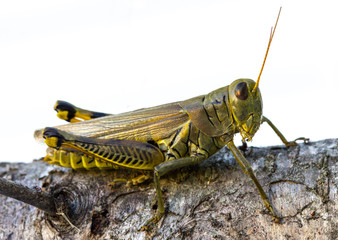 Grasshopper on log