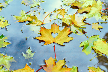 Naklejka na ściany i meble autumn yellow maple leaf with cut out heart floating in a puddle amongst the leaves