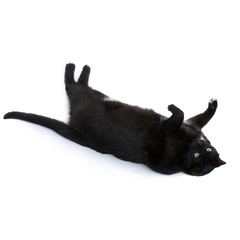 Lying black cat isolated over the white background