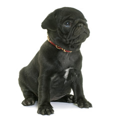 puppy black pug