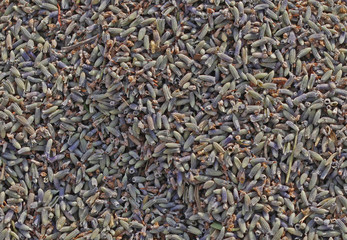 Lavender displayed on a local market in Southern France