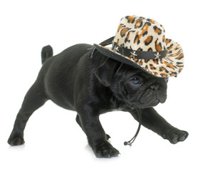 Obraz premium puppy black pug
