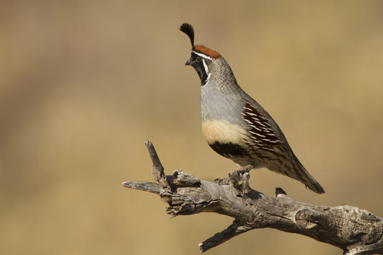 Gambel's Quail perching on branch, Bosque Del Apache, New Mexico, USA