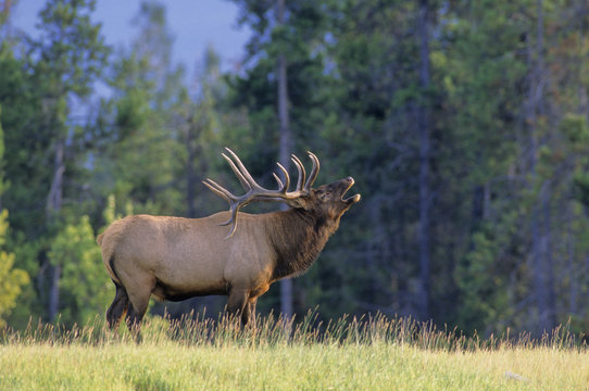 Elk (Cervus elaphus) Male, giving bugling call, Alberta, Canada.