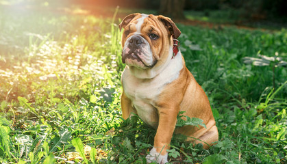 English bulldog pup in the grass