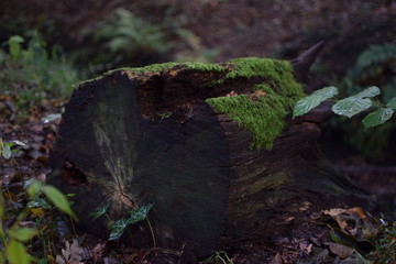 Baumstumpf besetzt mit Moos