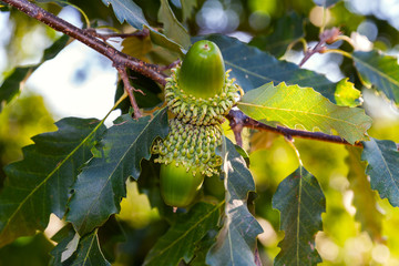 Obraz premium Big green acorns with shaggy cupule on a branch of the Austrian Oak