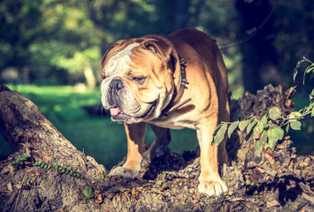 Fototapeta premium Huge English bulldog