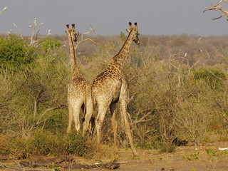 Girafes