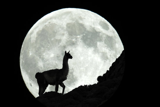 Silhouette of guanaco against Moon at night, Patagonia, Chile