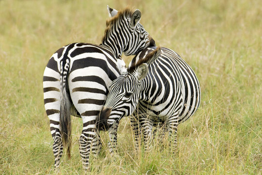 Mutual grooming in a pair of adult plains zebra (Equus burchelli), Serengeti Plains, East Africa, Kenya