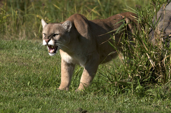 cougar or mountain lion, Puma concolor, snarling, North America.