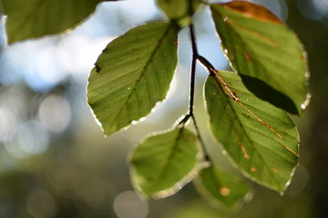 Bl&auml;tter in der Sonne
