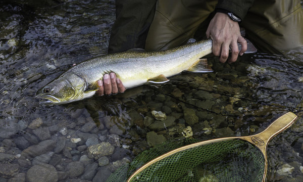 Fihserman with bull trout (Salvelinus confluentus), Mitchell River, Cariboo Mountains, British Columbia, Canada