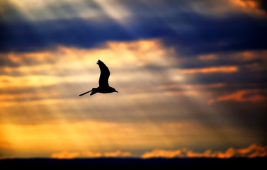 Fototapeta na wymiar Beautiful sky, sunlight rays with seagull