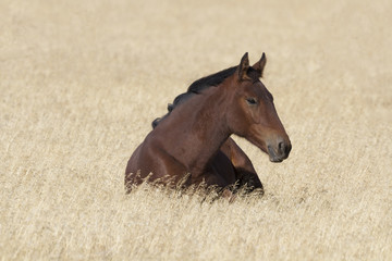 Naklejka premium Auburn wild horse at rest