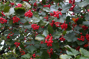 hawthorn bush with berries