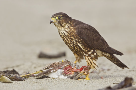 Merlin (Falco columbarius) perched on the beach feeding on a shorebird in Washington, USA.