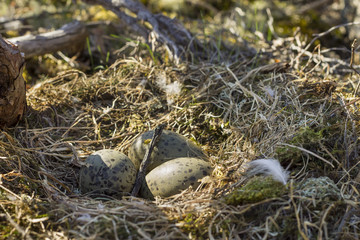 three eggs in a nest of seagulls