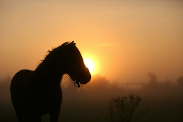 Pony im Sonnenuntergang