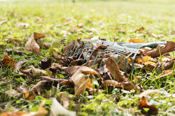 Fallen autumn leaves on the ground and rake. Autumn concept