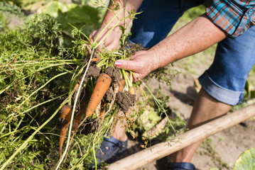 Closeup of woman carrying freshly harvested vegetables in garden, carrots and parsley. Organic food concept