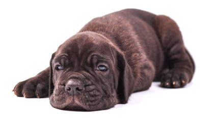 Obraz premium Young puppie italian mastiff cane corso (1 month) lying on white