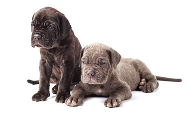 Obraz premium Two beautiful young puppies italian mastiff cane corso (1 month)