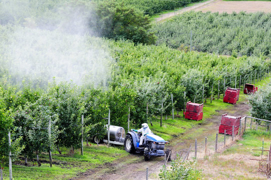 Spraying an apple orchard in Lake Country, BC, (near Kelowna, BC.)