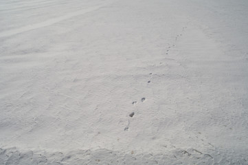 The animal tracks on hard snow.