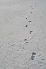Tracks on hard snow.